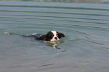 CAVALIER KING CHARLES 639